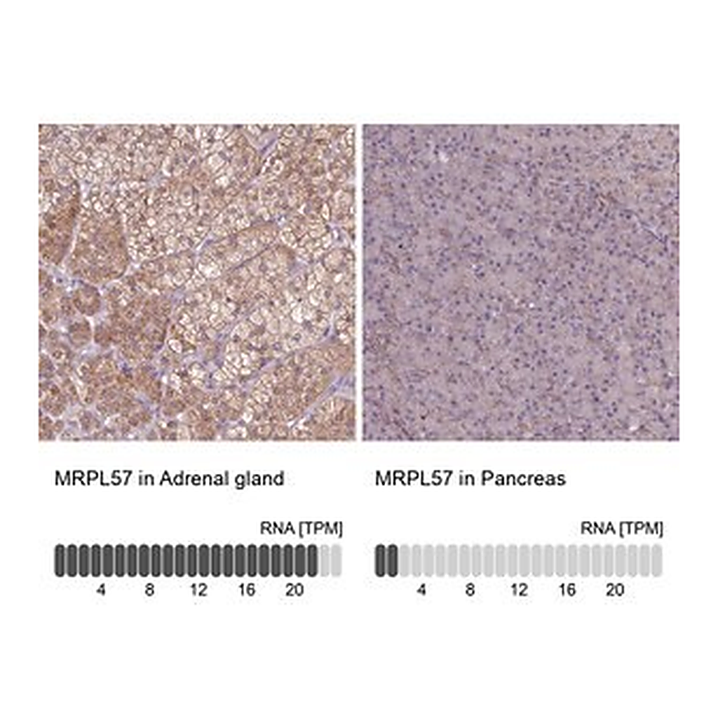 Merck Anti-MRPL57 antibody produced in rabbit