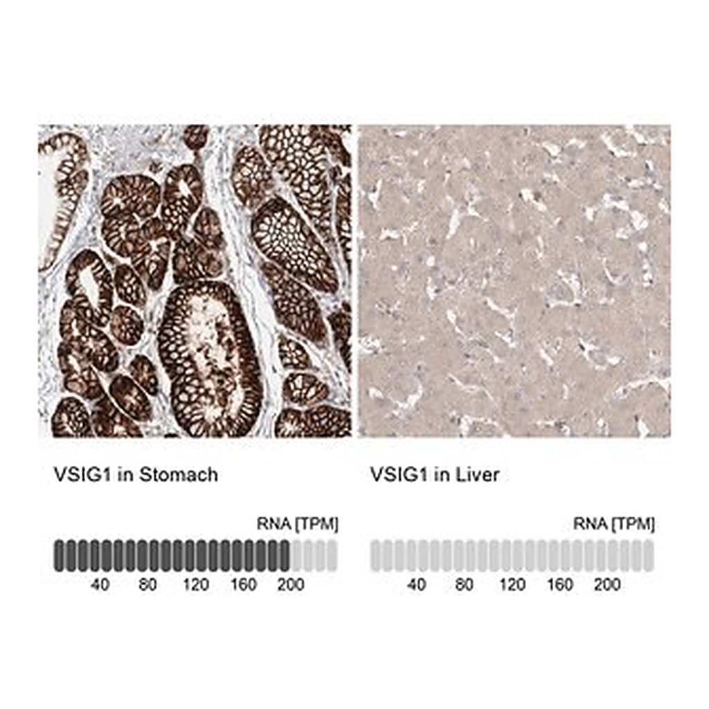 Merck Anti-VSIG1 antibody produced in rabbit