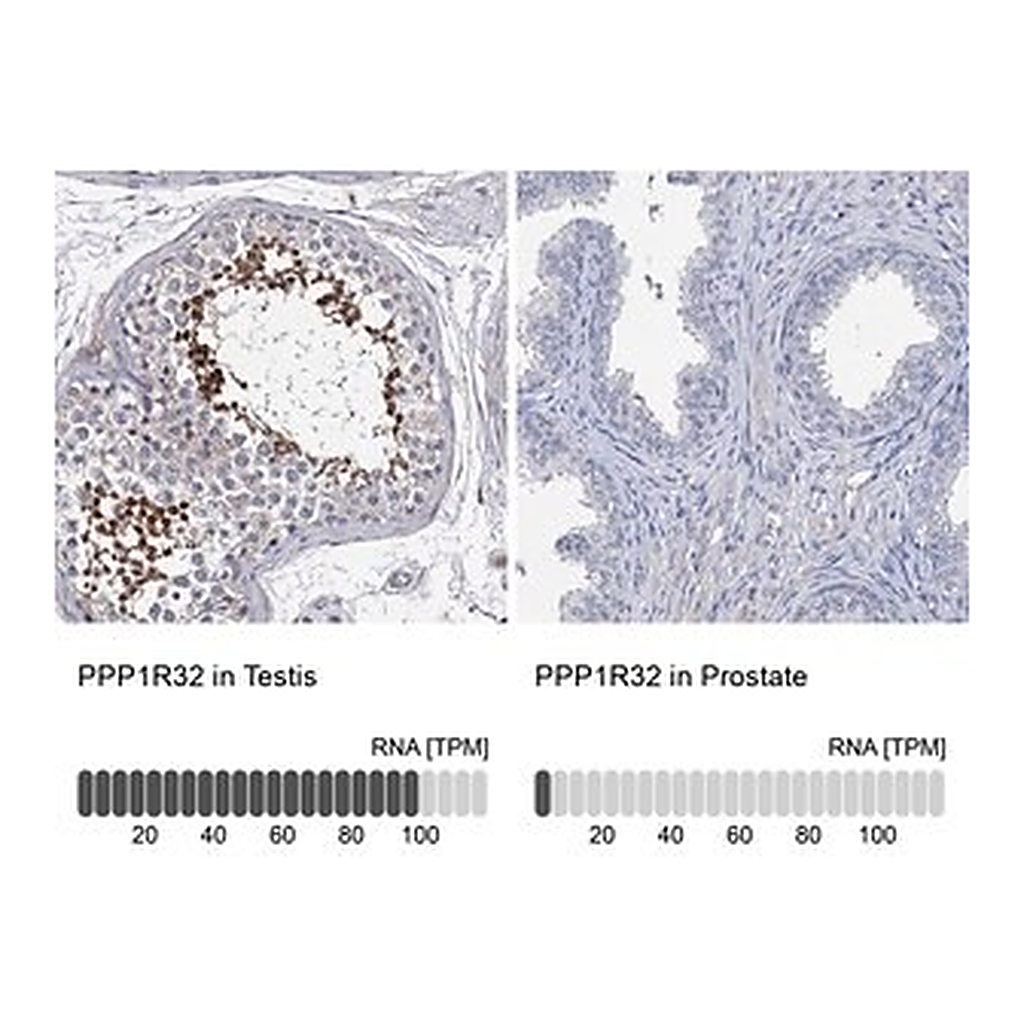 Merck Anti-PPP1R32 antibody produced in rabbit
