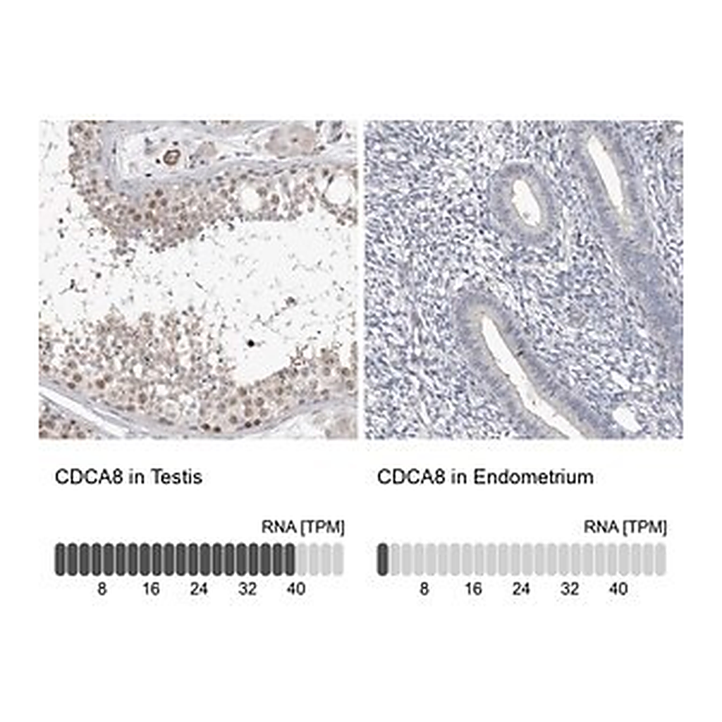 Merck Anti-CDCA8 antibody produced in rabbit