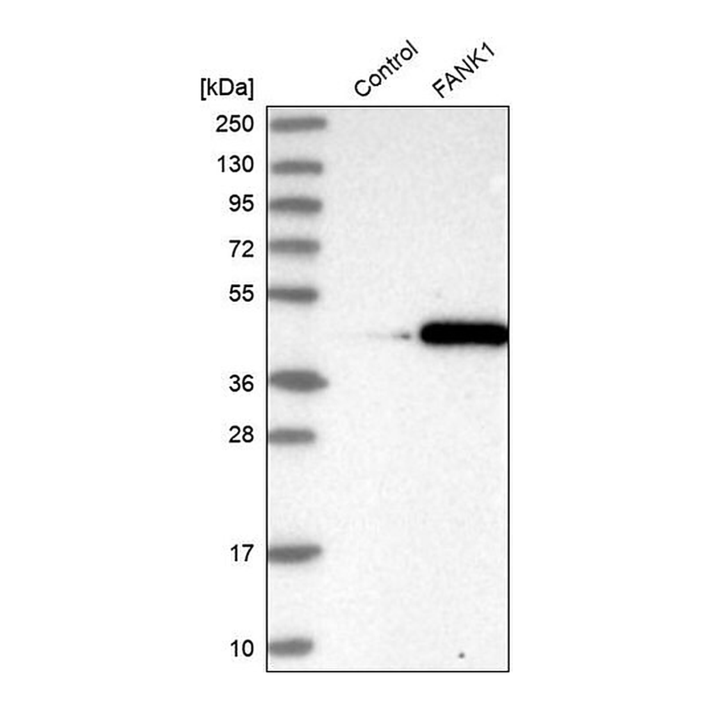 Merck Anti-FANK1 antibody produced in rabbit