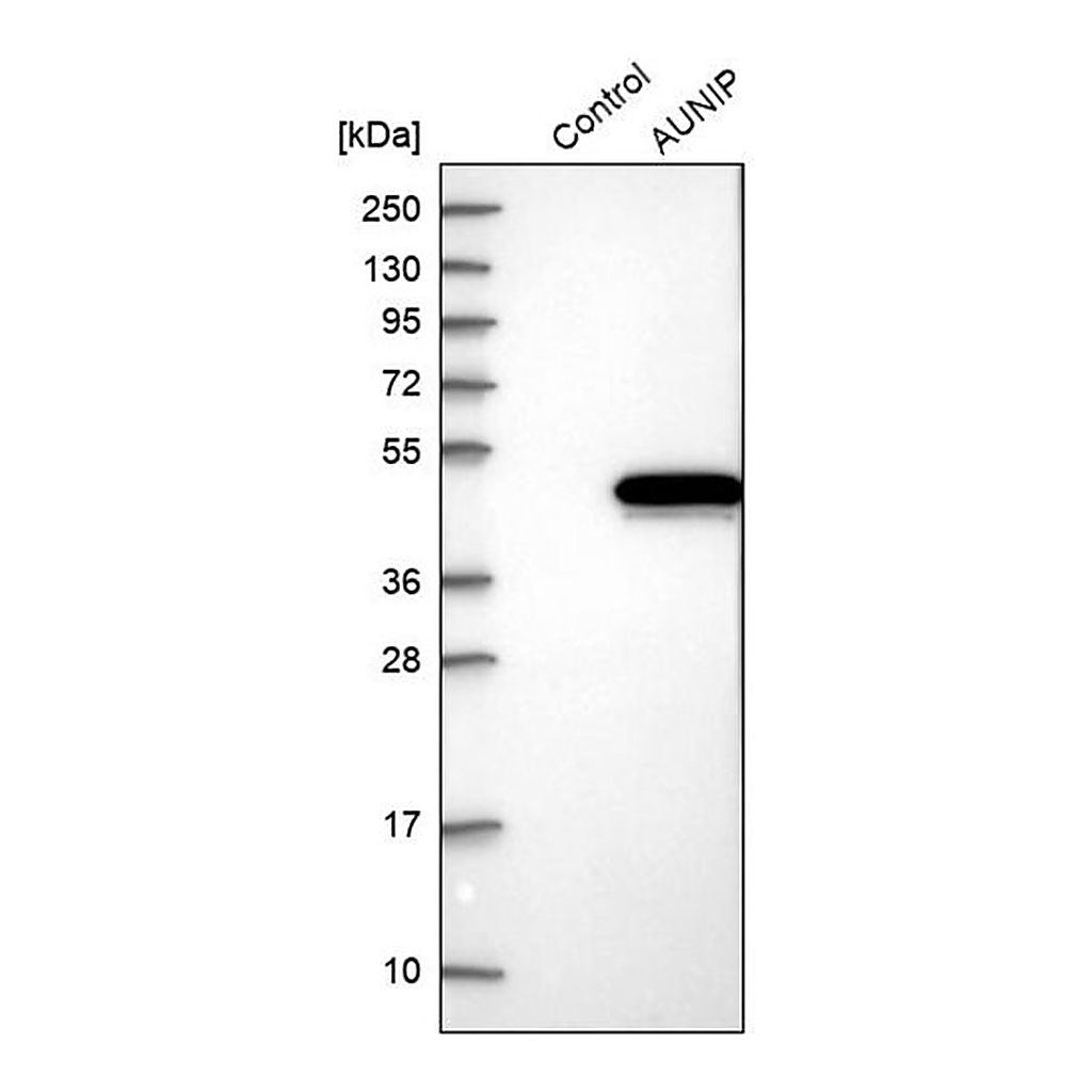 Merck Anti-AUNIP antibody produced in rabbit