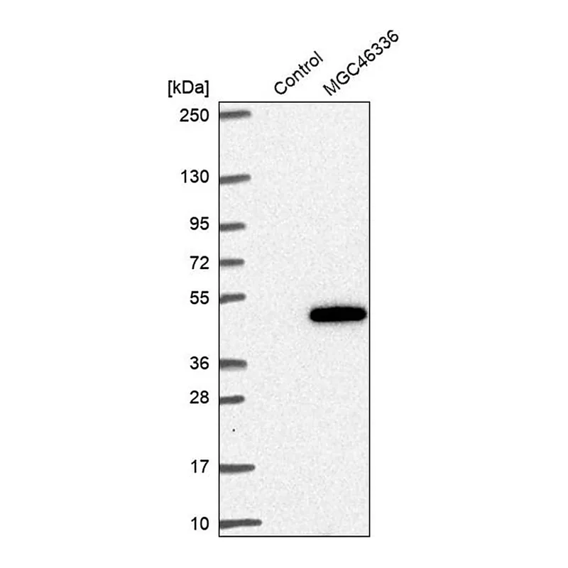 Merck Anti-ZNF843 antibody produced in rabbit