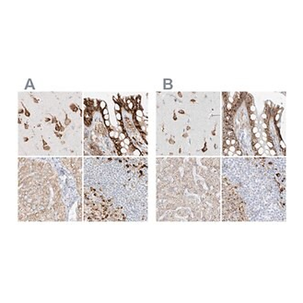 Merck Anti-LRRC59 antibody produced in rabbit
