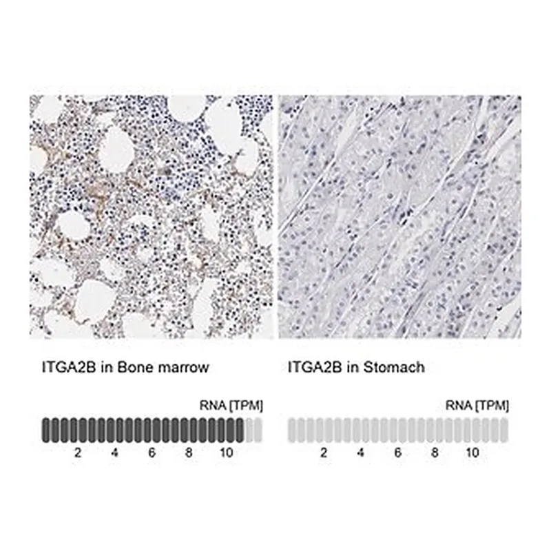 Merck Anti-ITGA2B antibody produced in rabbit