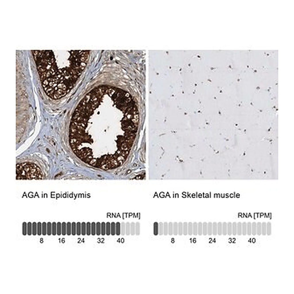 Merck Anti-AGA antibody produced in rabbit