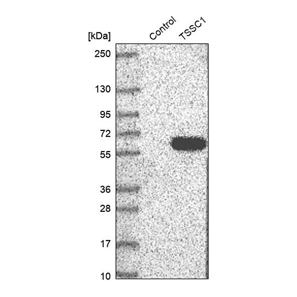 Merck Anti-TSSC1 antibody produced in rabbit
