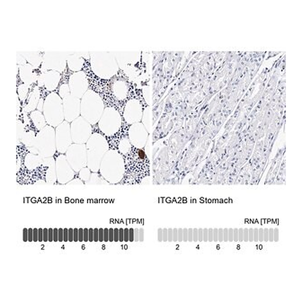 Merck Anti-ITGA2B antibody produced in rabbit