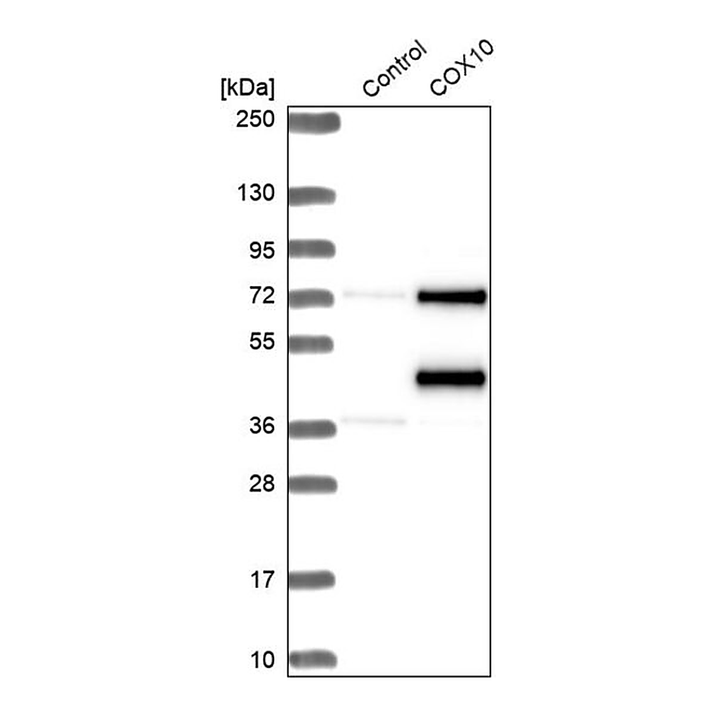 Merck Anti-COX10 antibody produced in rabbit