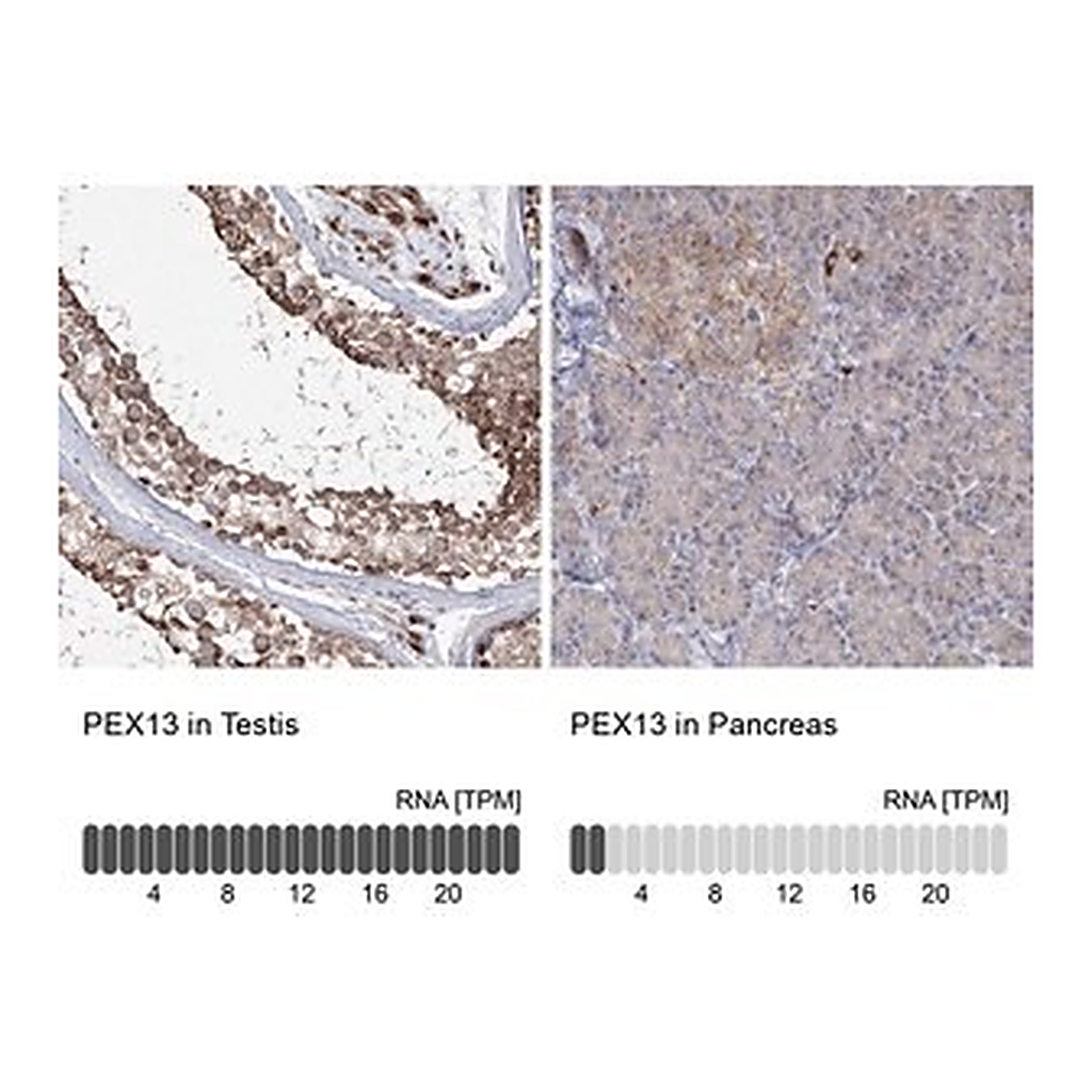 Merck Anti-PEX13 antibody produced in rabbit