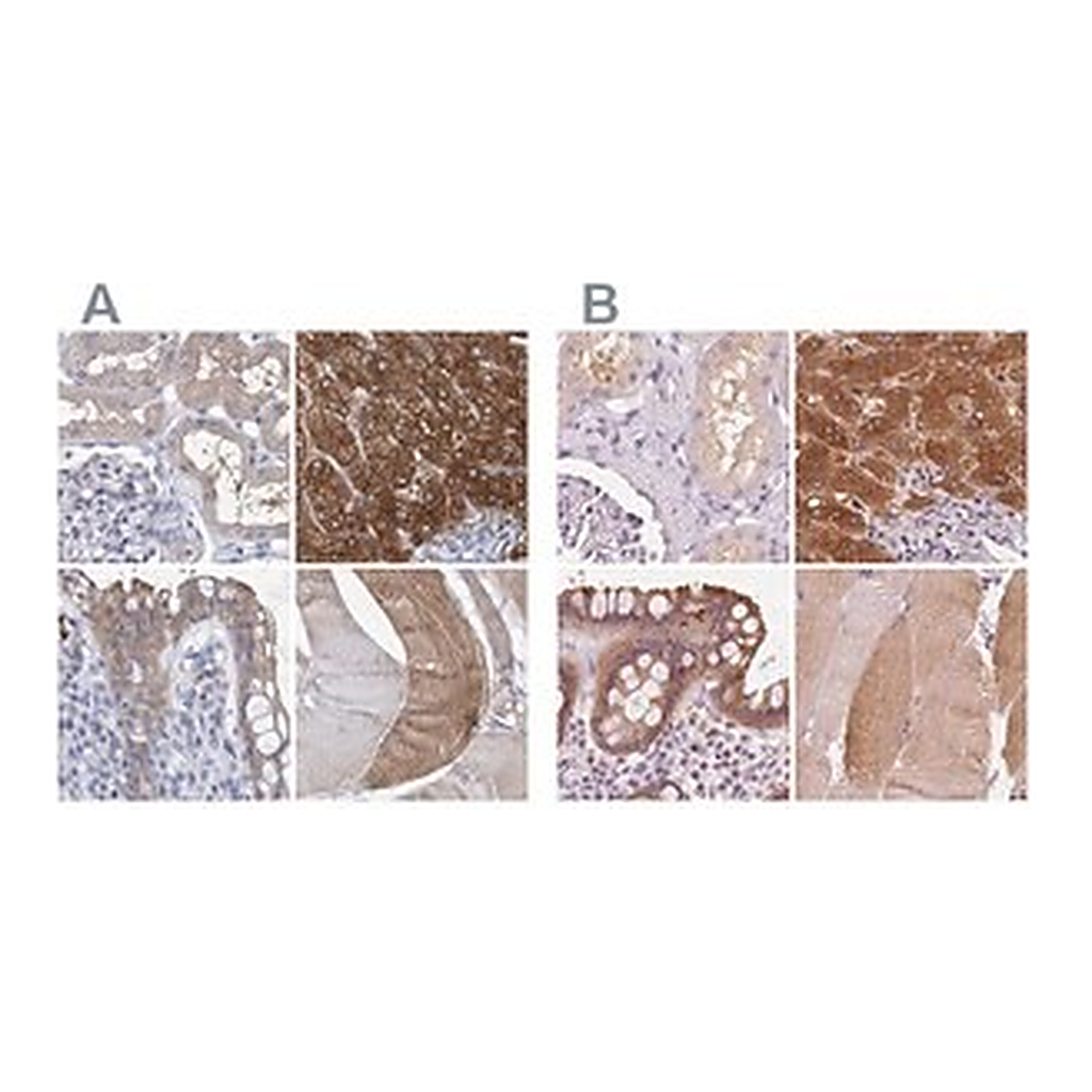 Merck Anti-UGP2 antibody produced in rabbit