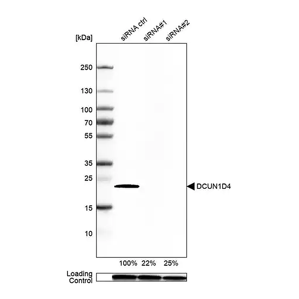 Merck Anti-DCUN1D4 antibody produced in rabbit