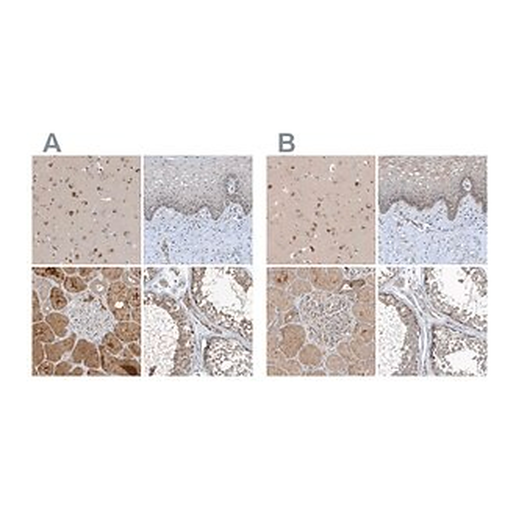 Merck Anti-SCFD2 antibody produced in rabbit