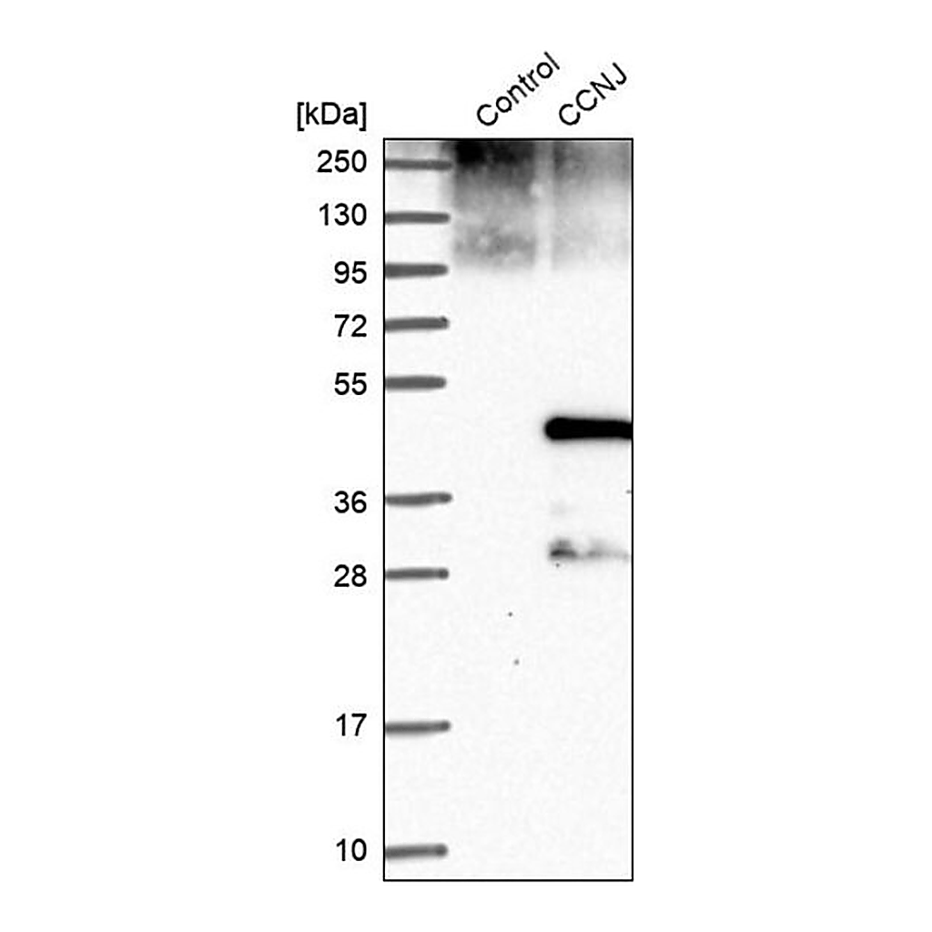 Merck Anti-CCNJ antibody produced in rabbit