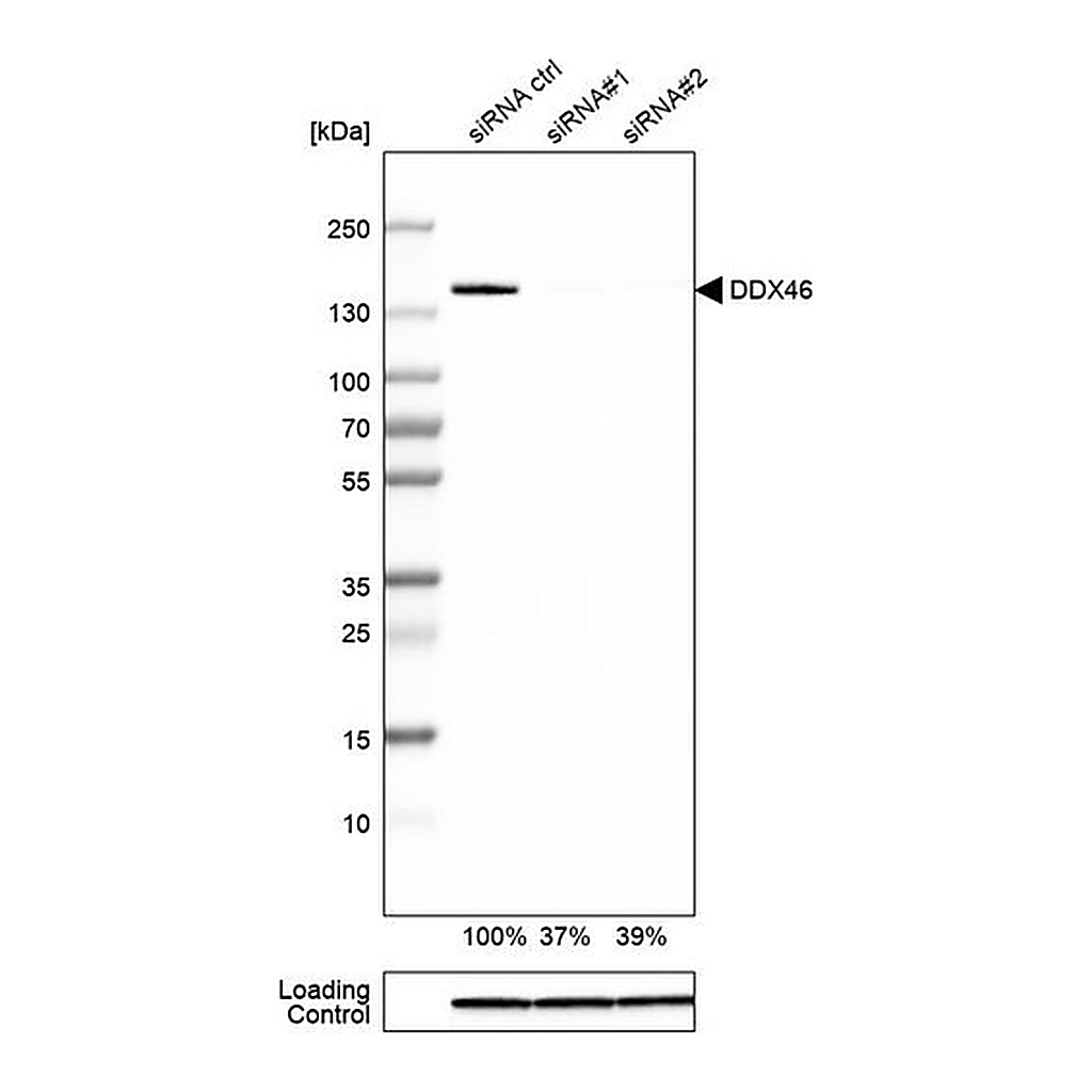 Merck Anti-DDX46 antibody produced in rabbit