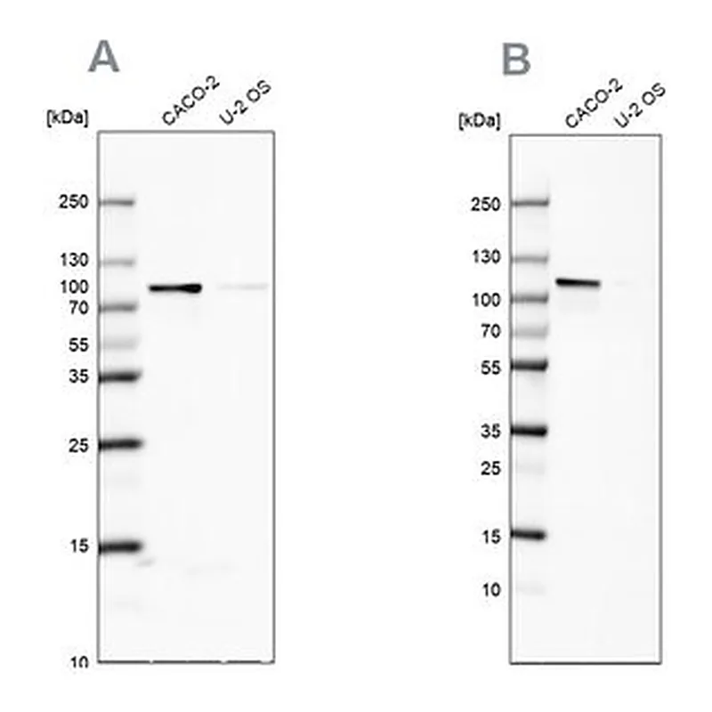 Merck Anti-LARP4B antibody produced in rabbit