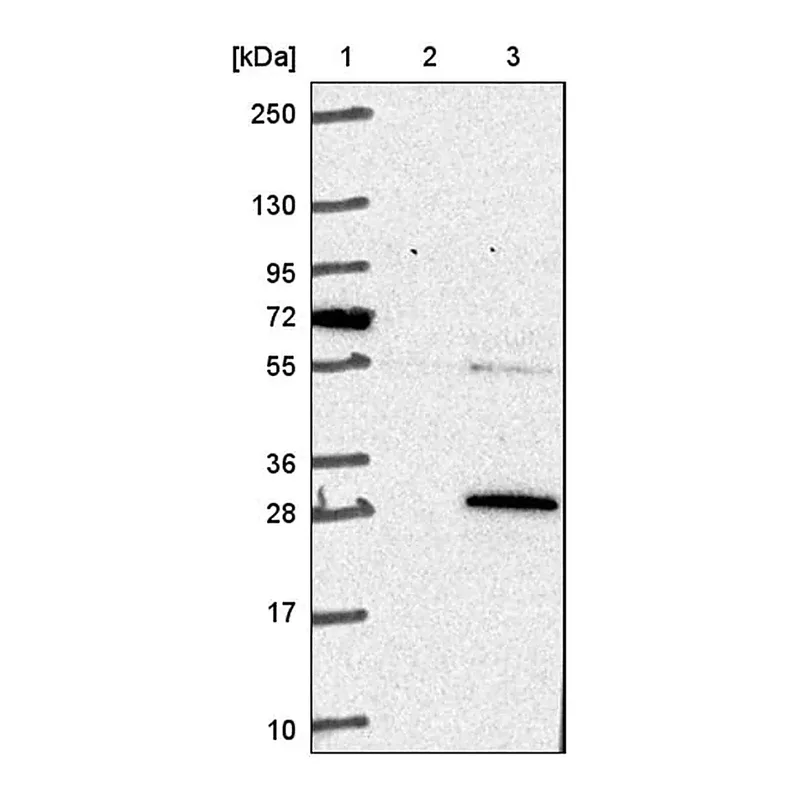 Merck Anti-COMMD3 antibody produced in rabbit