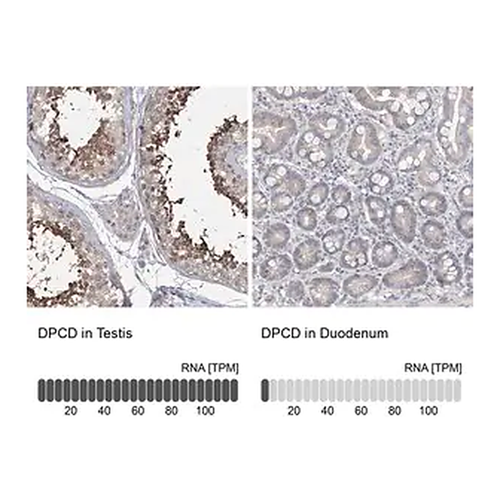 Merck Anti-DPCD antibody produced in rabbit
