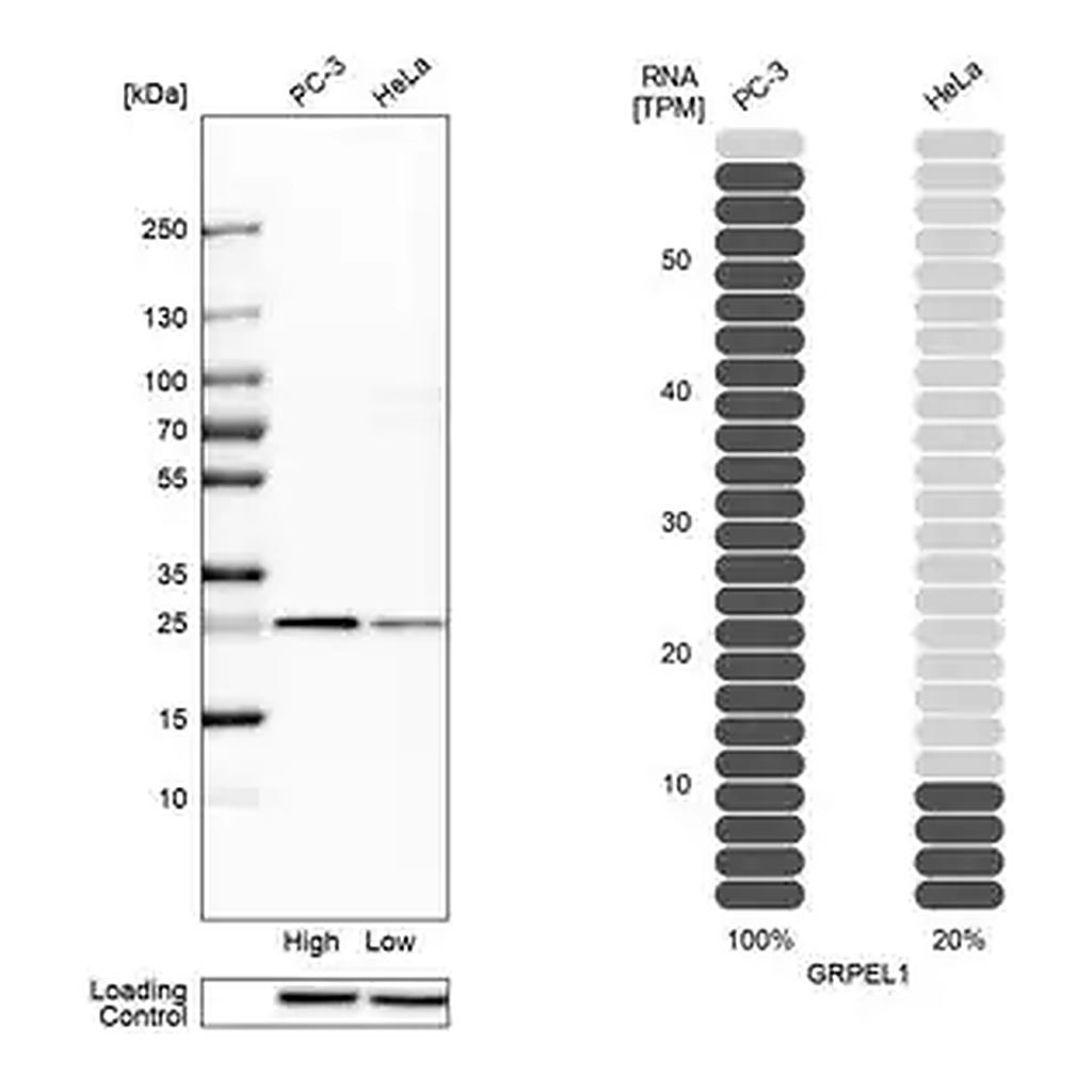 Merck Anti-GRPEL1 antibody produced in rabbit