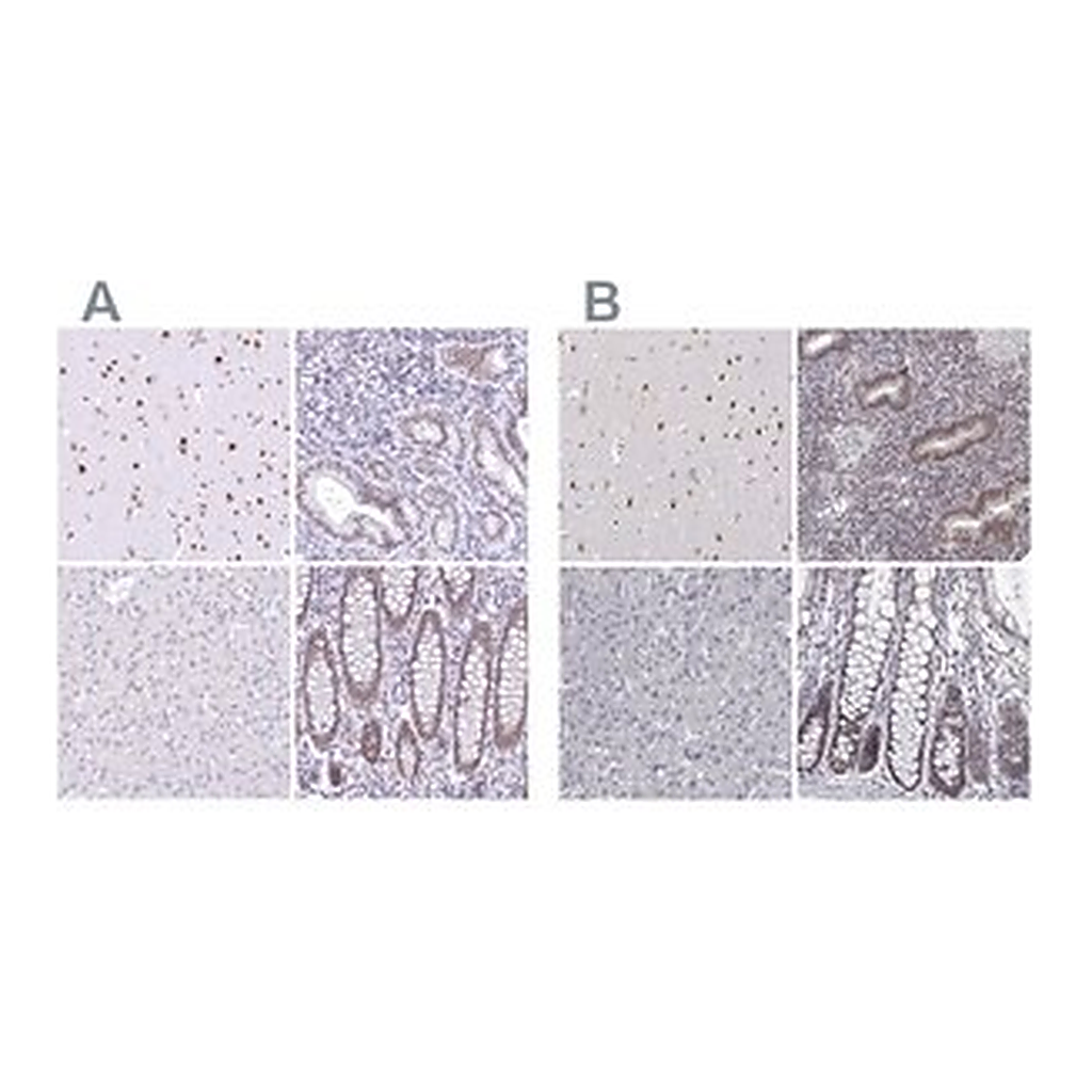 Merck Anti-HNRNPA0 antibody produced in rabbit