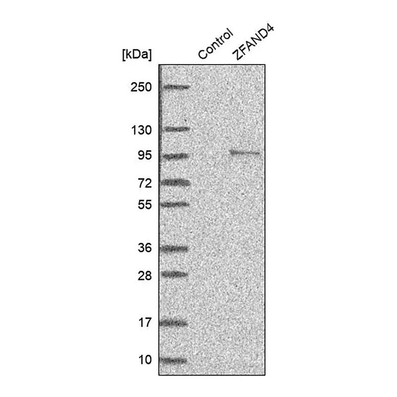 Merck Anti-ZFAND4 antibody produced in rabbit