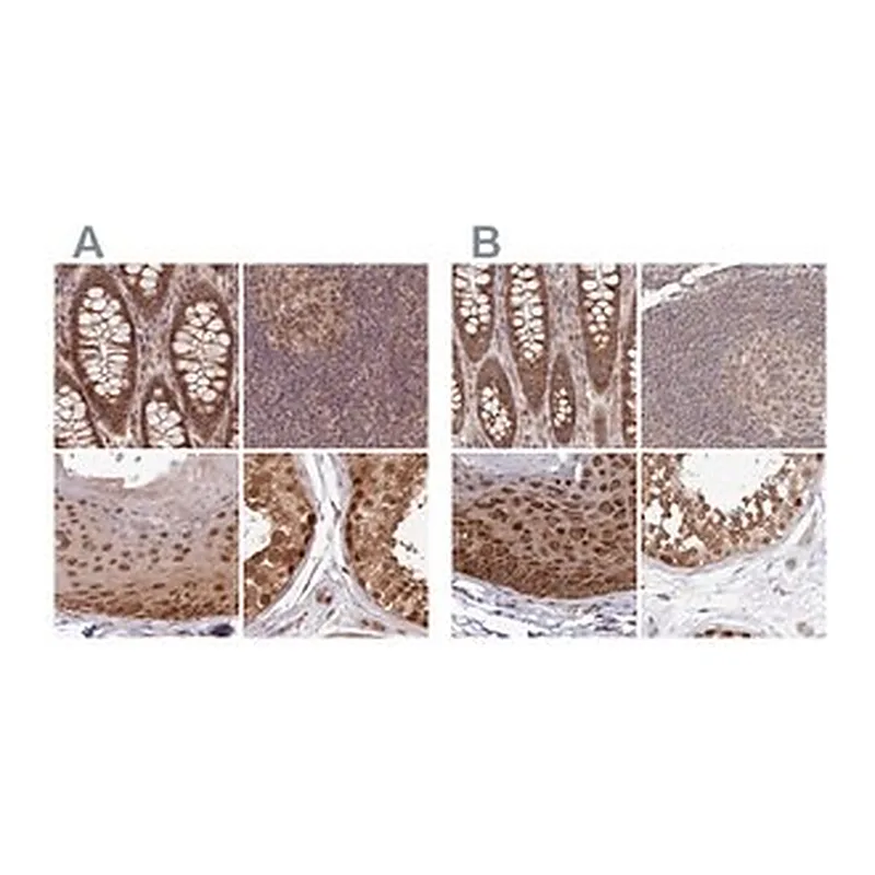 Merck Anti-WAPL antibody produced in rabbit