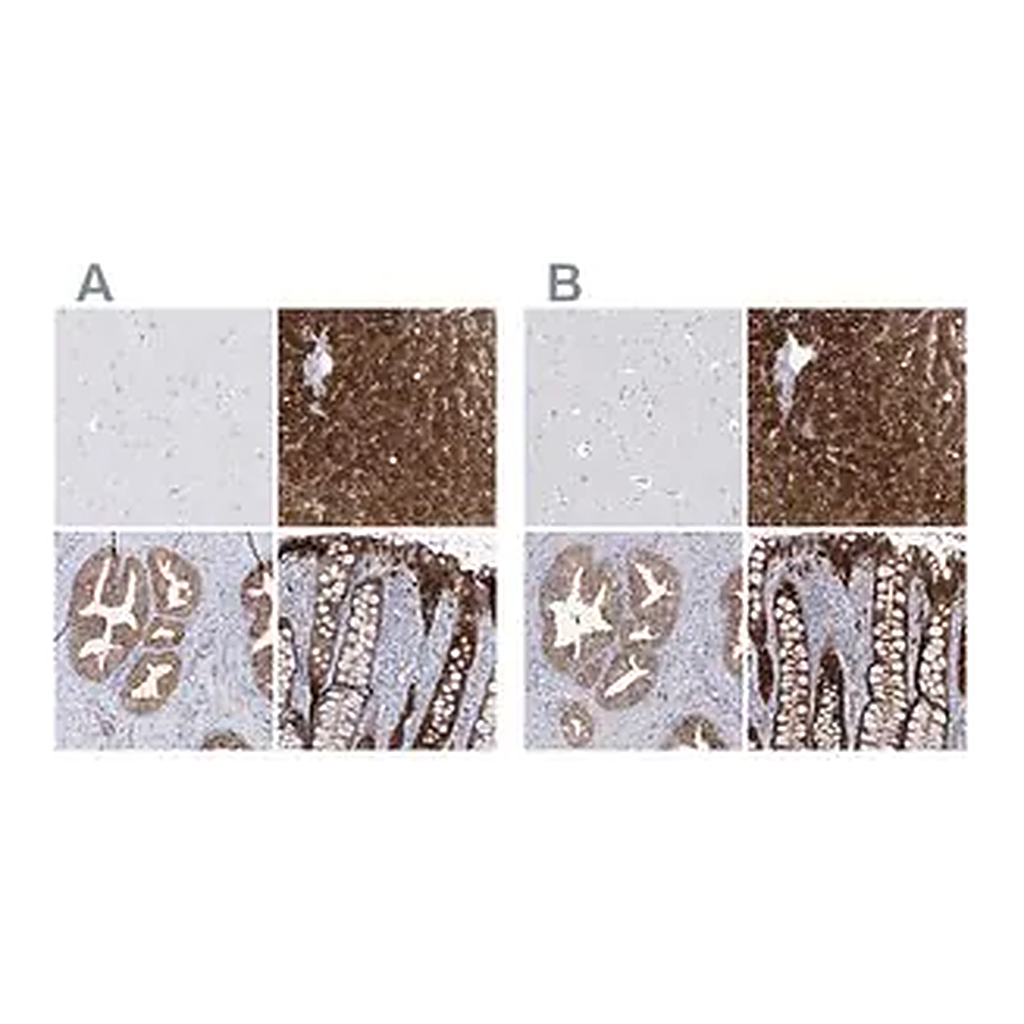 Merck Anti-UGDH antibody produced in rabbit