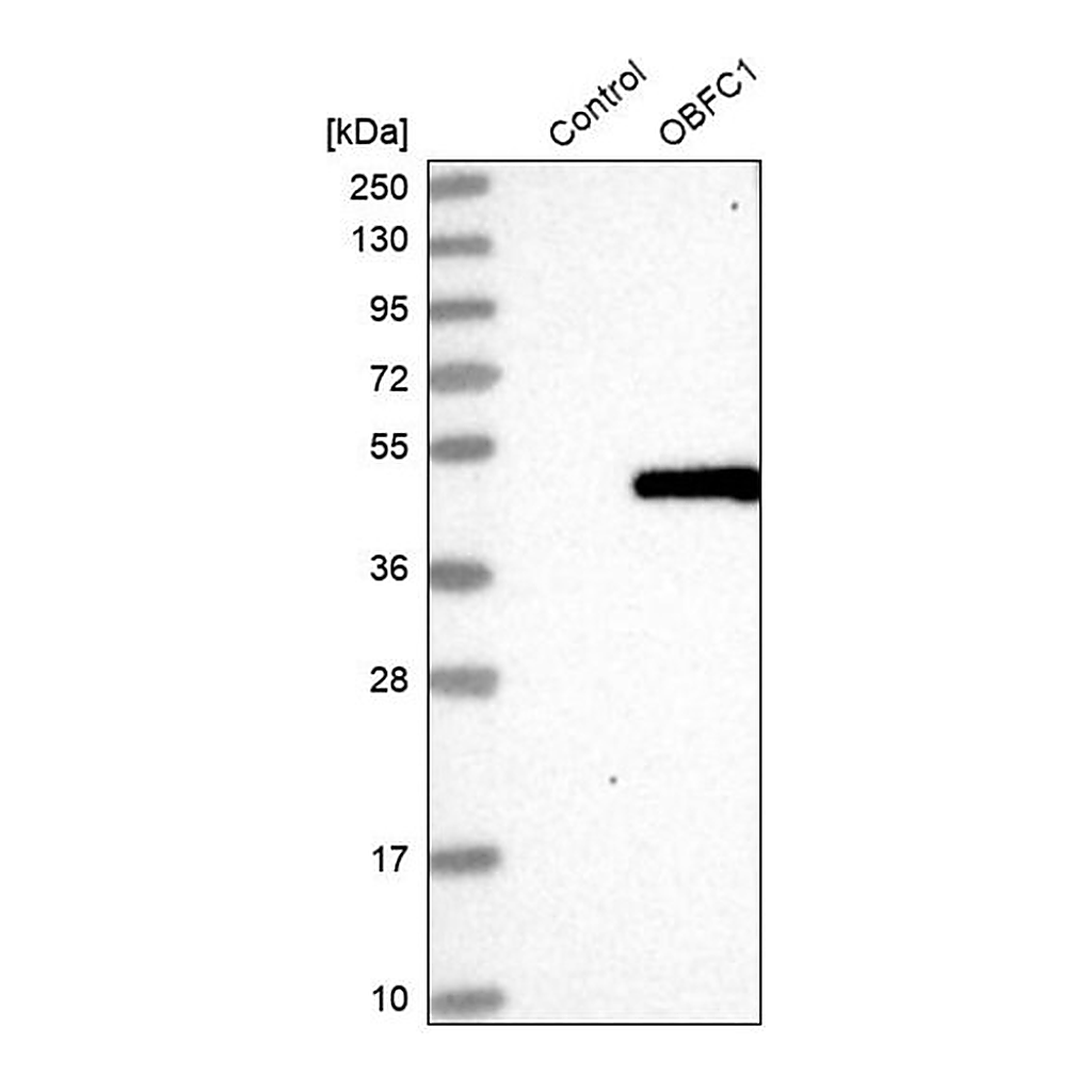 Merck Anti-STN1 antibody produced in rabbit