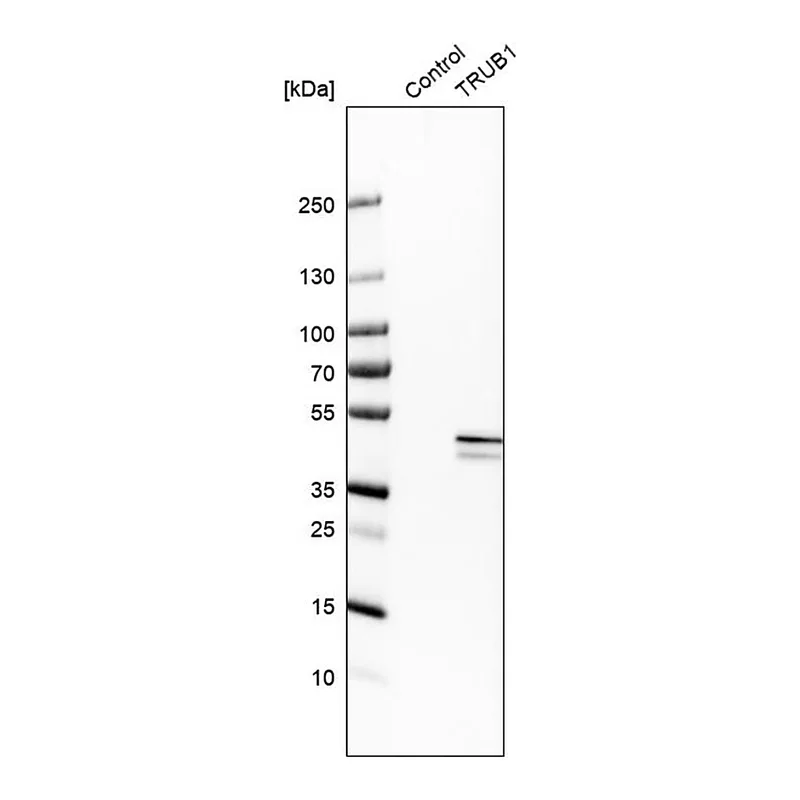 Merck Anti-TRUB1 antibody produced in rabbit