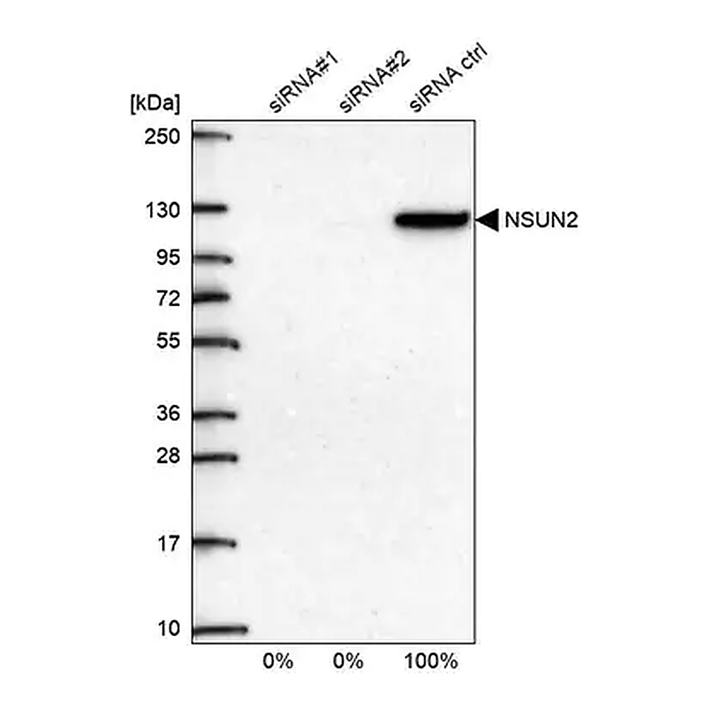 Merck Anti-NSUN2 antibody produced in rabbit