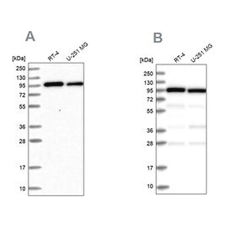 Merck Anti-COPG1 antibody produced in rabbit