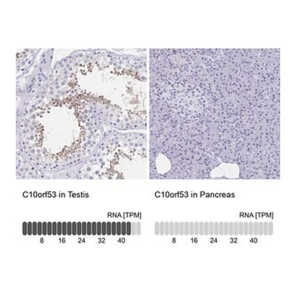 Merck Anti-C10orf53 antibody produced in rabbit