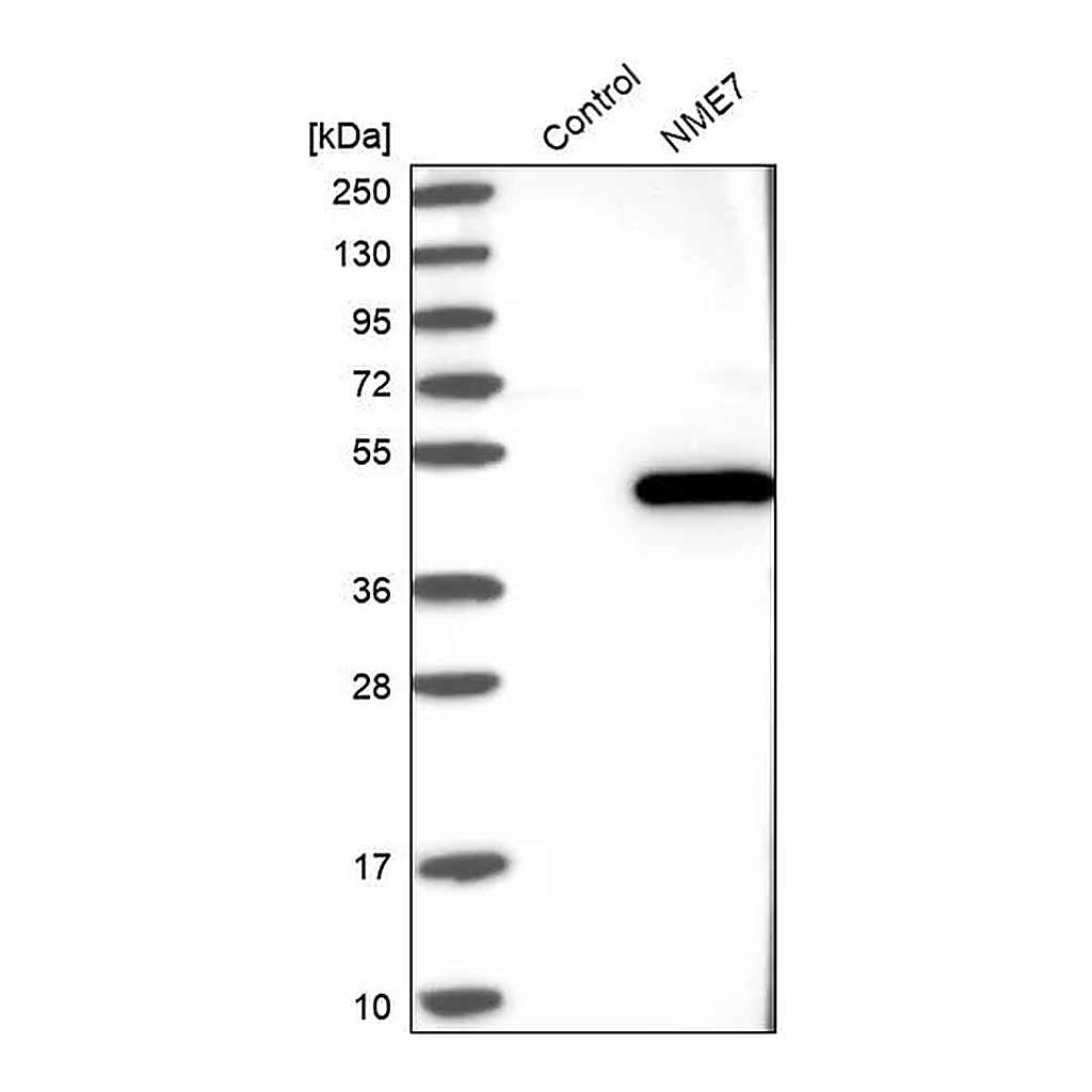 Merck Anti-NME7 antibody produced in rabbit