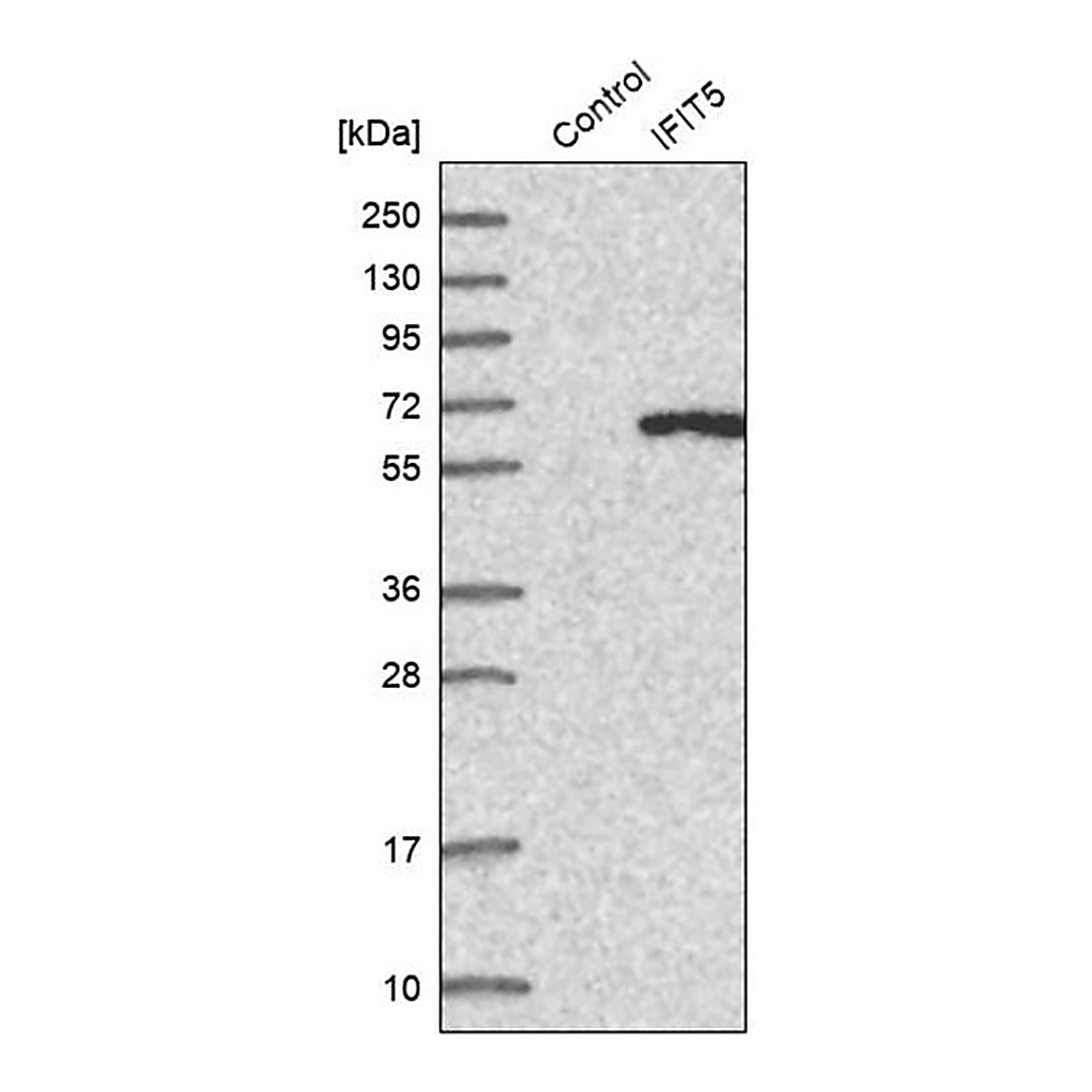 Merck Anti-IFIT5 antibody produced in rabbit