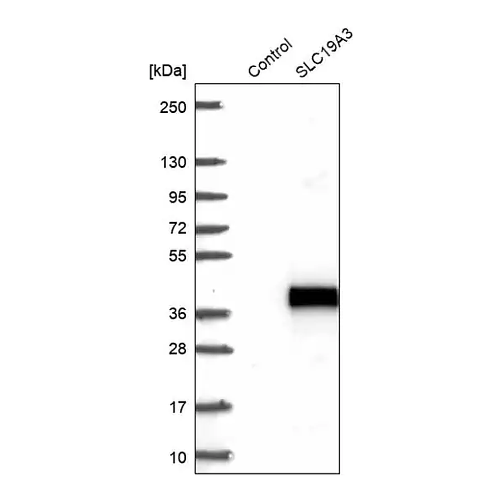 Merck Anti-SLC19A3 antibody produced in rabbit