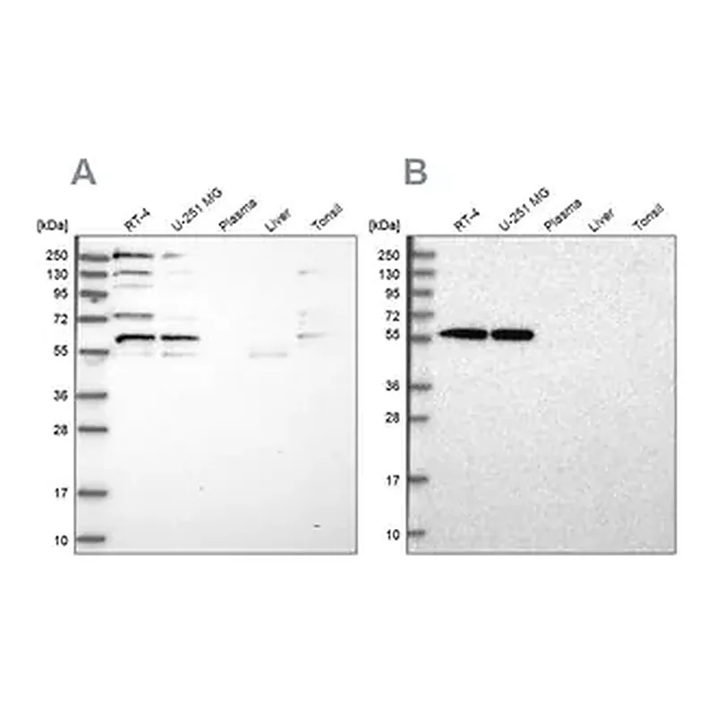 Merck Anti-SAAL1 antibody produced in rabbit