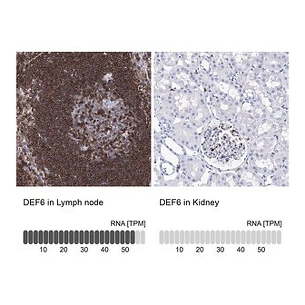Merck Anti-DEF6 antibody produced in rabbit