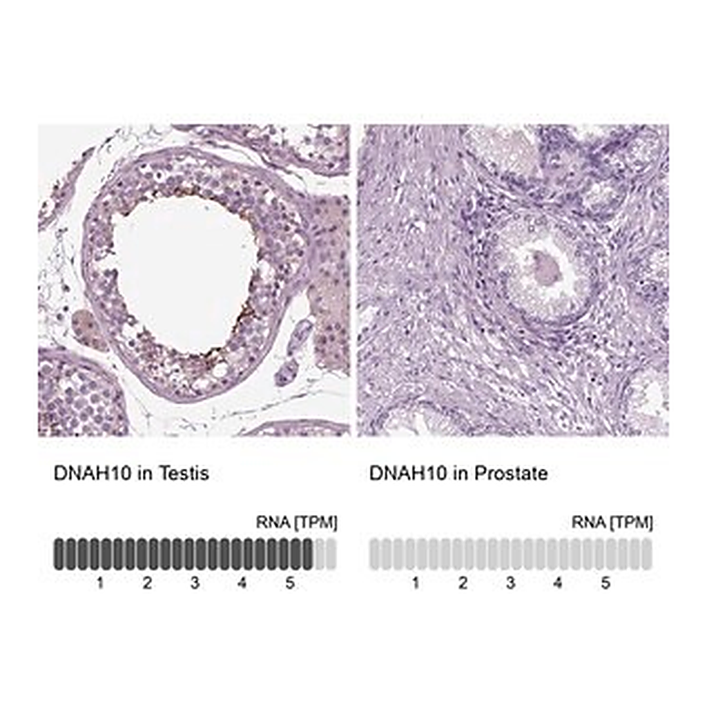 Merck Anti-DNAH10 antibody produced in rabbit