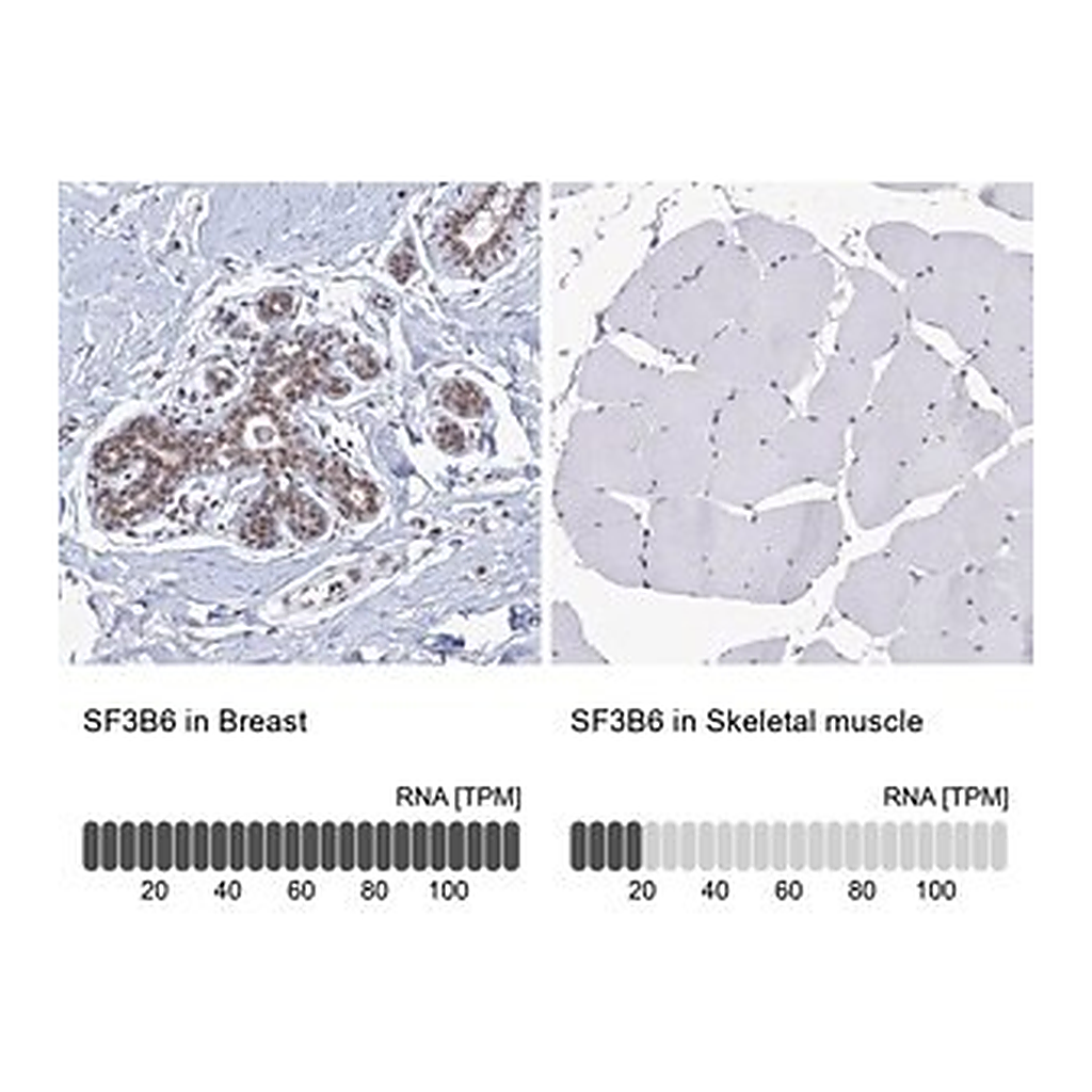 Merck Anti-SF3B6 antibody produced in rabbit