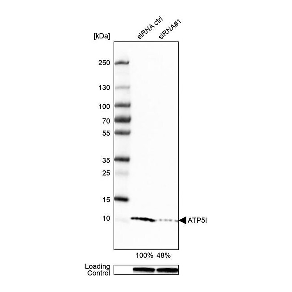 Merck Anti-ATP5I antibody produced in rabbit