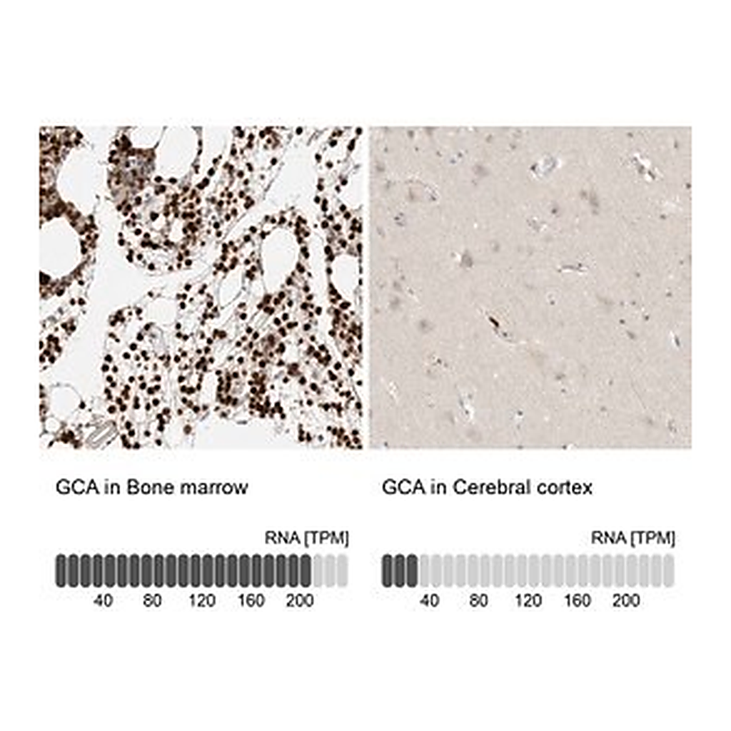 Merck Anti-GCA antibody produced in rabbit