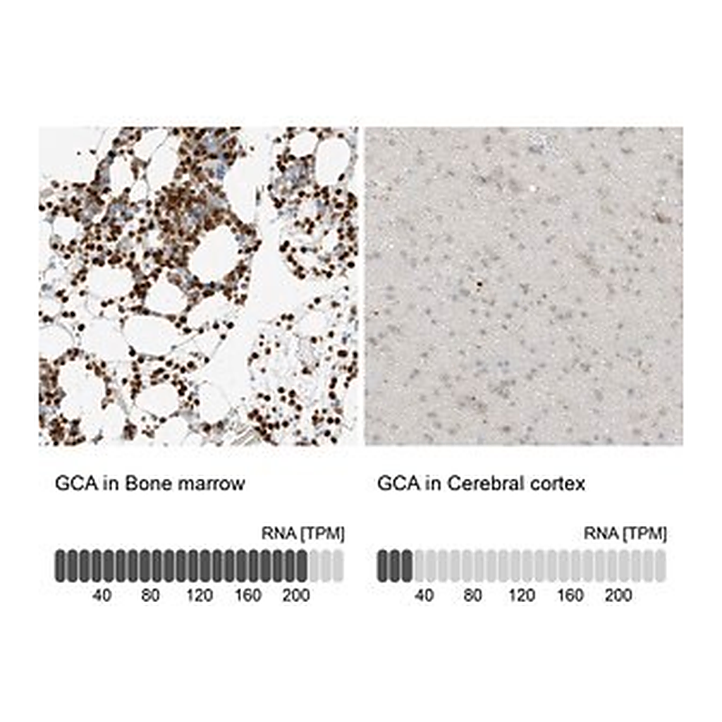 Merck Anti-GCA antibody produced in rabbit