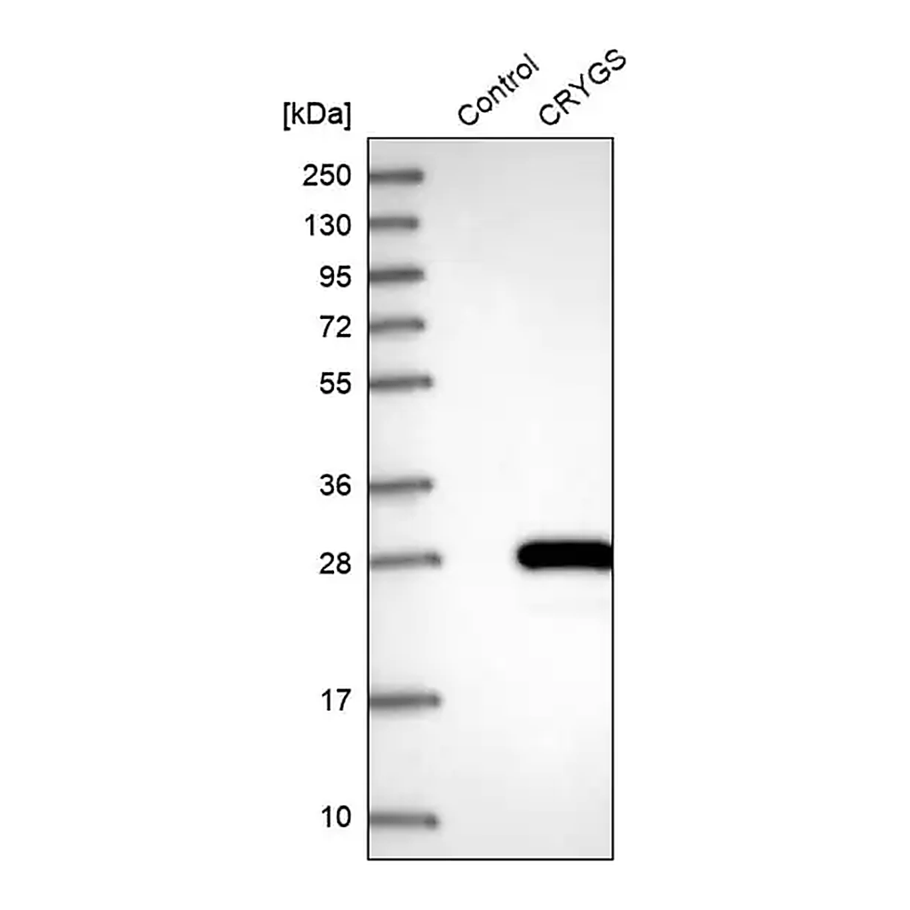Merck Anti-CRYGS antibody produced in rabbit