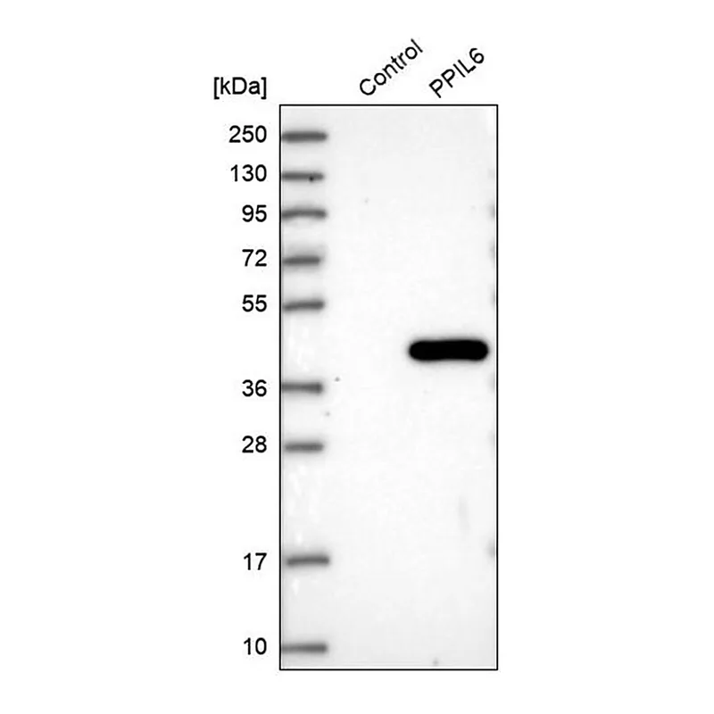 Merck Anti-PPIL6 antibody produced in rabbit