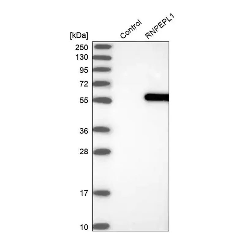 Merck Anti-RNPEPL1 antibody produced in rabbit