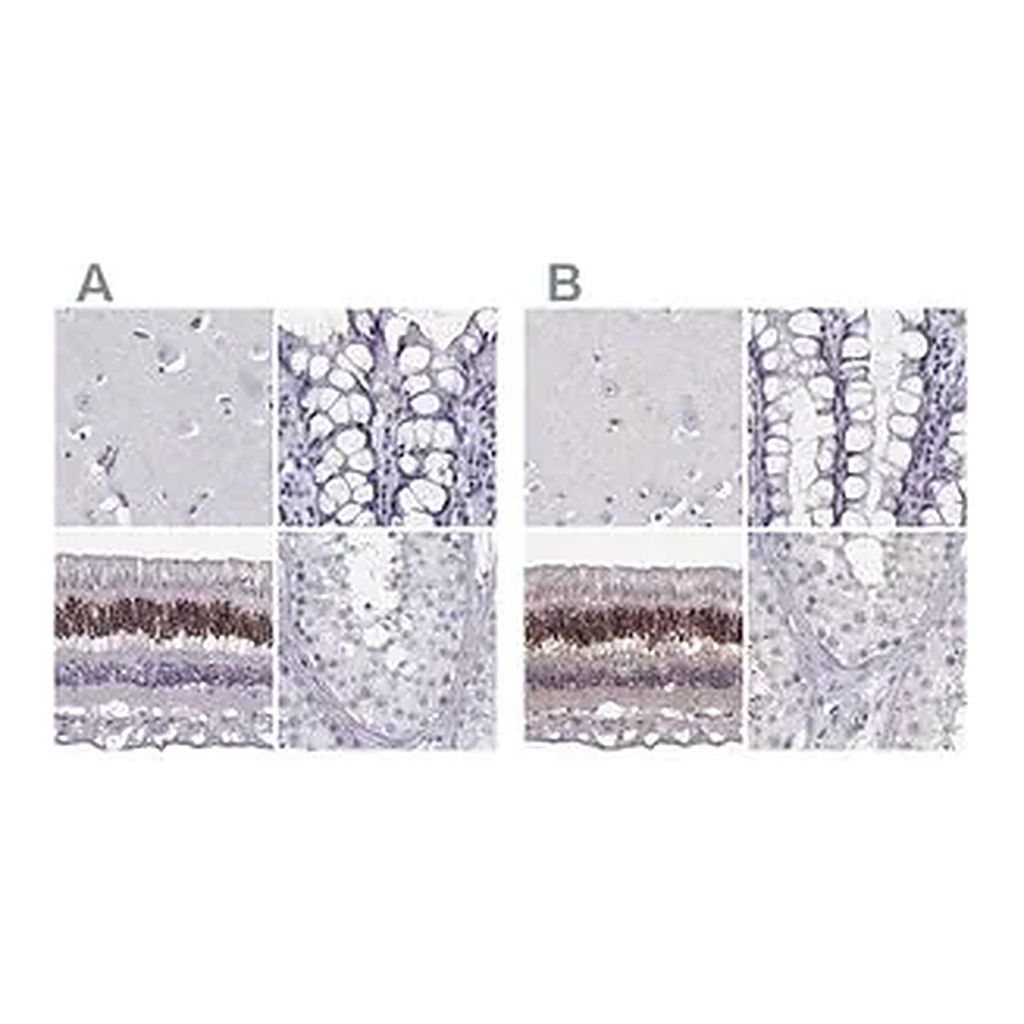 Merck Anti-CRX antibody produced in rabbit
