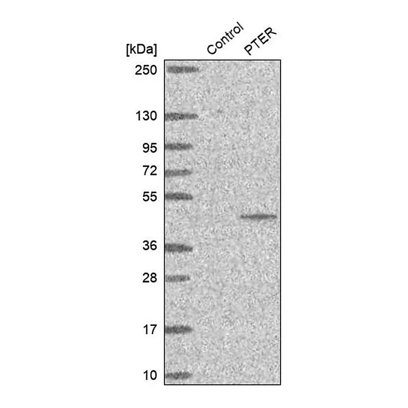 Merck Anti-PTER antibody produced in rabbit