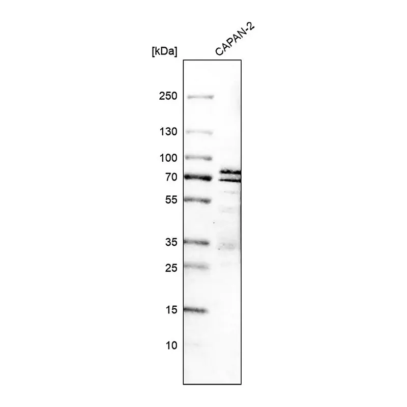 Merck Anti-SIAE antibody produced in rabbit