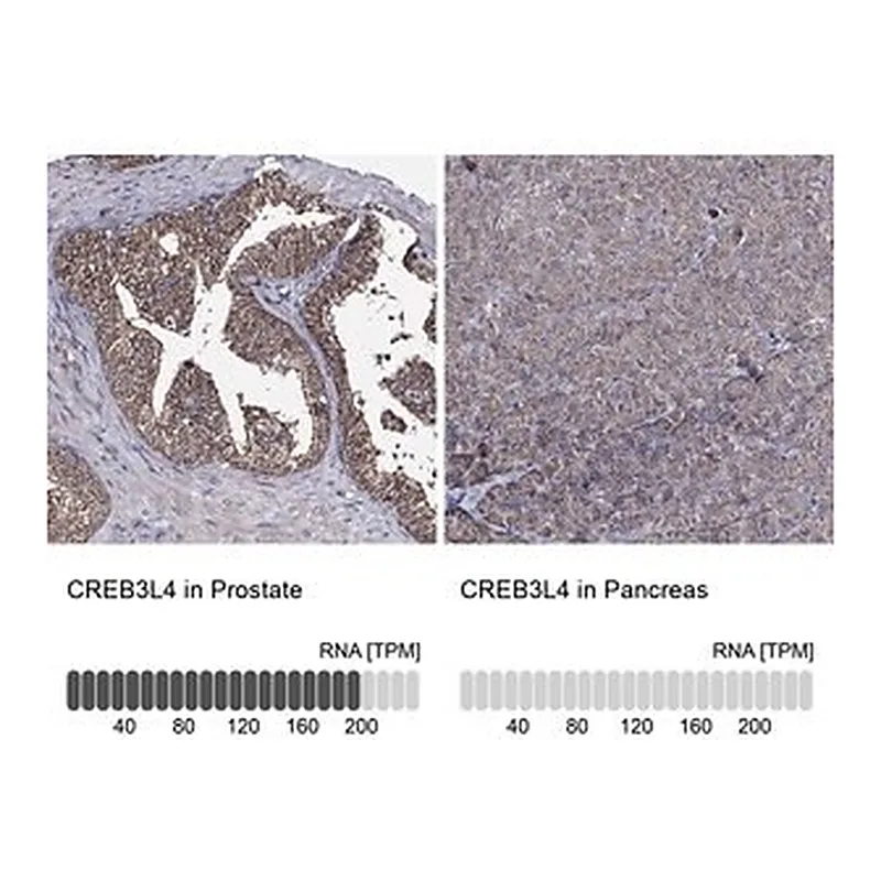 Merck Anti-CREB3L4 antibody produced in rabbit