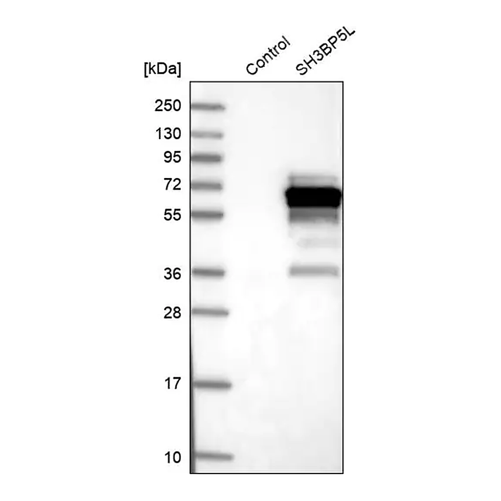 Merck Anti-SH3BP5L antibody produced in rabbit